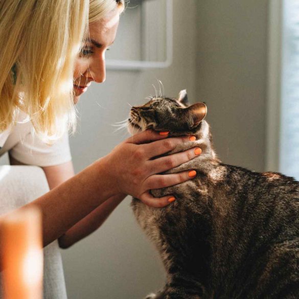 veterinarian checking a cat's overall health