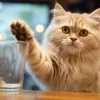 Katze streckt Pfote nach Glas aus und guckt den Betrachter dabei an