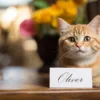 Rote Katze mit Namenschild vor sich, auf dem "Oliver" steht.