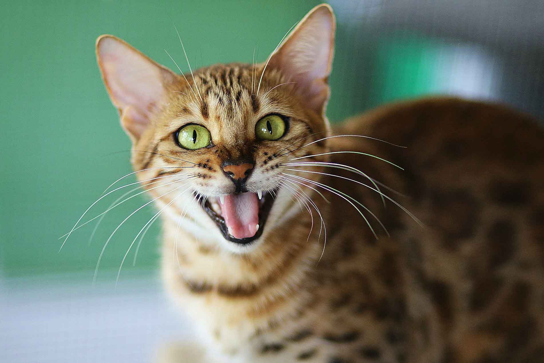 Grünäugige Katze miaut laut und zeigt dabei ihre Zähne
