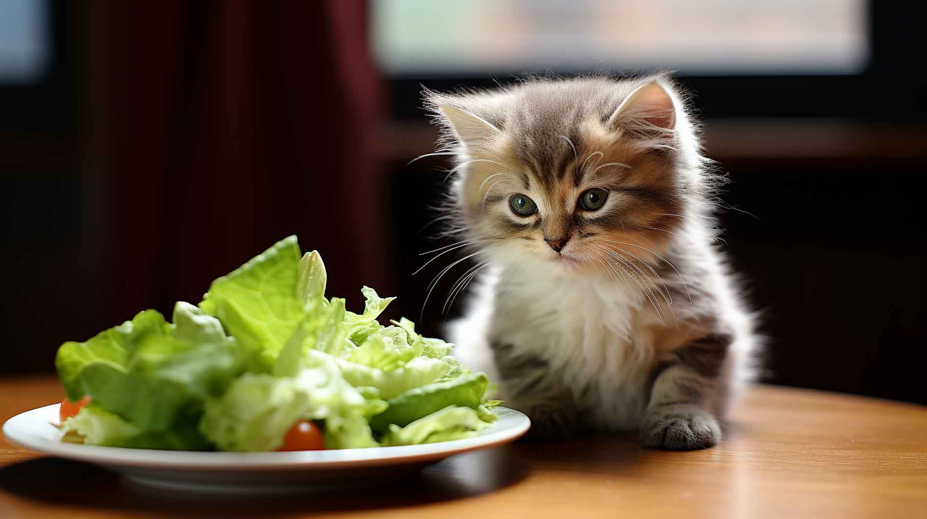 Trauriges Kätzchen vor Salat