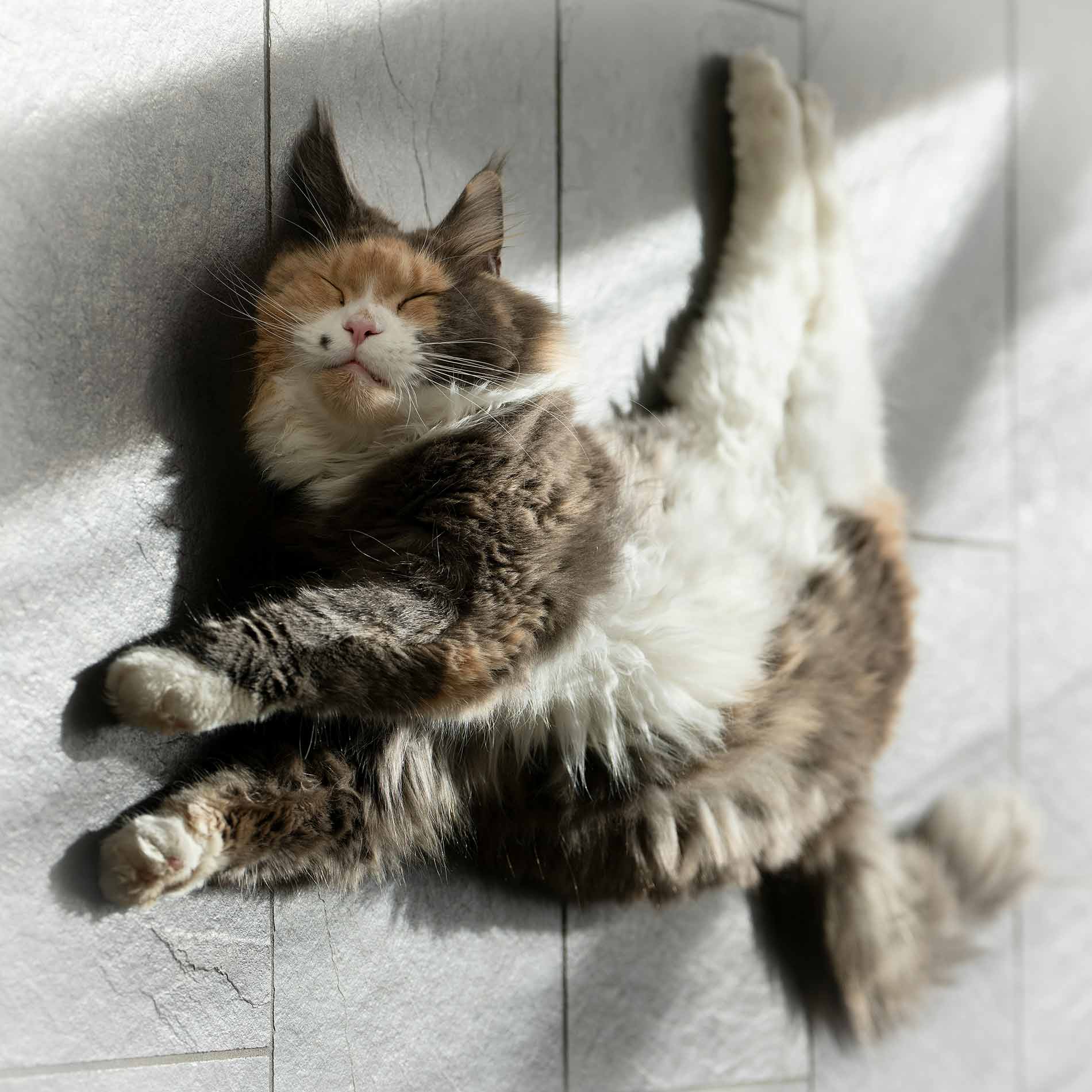 A peaceful-looking sleeping cat with its head and torso facing the viewer. Its abdomen is twisted backwards by about 180 degrees so that its hind legs are pointing upwards and its tail is on the lower side.