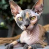 Ein Porträt einer Sphynx-Katze, die bequem in einem Rattansessel sitzt. Die Katze hat ein unverwechselbares Aussehen: haarlosen Körper, ausgeprägte Falten und große, kantige Ohren. Ihre Haut weist Flecken in Grau-, Creme- und Rosatönen auf, und sie hat große, faszinierende bernsteinfarbene Augen, die den Betrachter direkt ansehen. Der Hintergrund ist sanft verschwommen und zeigt Zimmerpflanzen und Einrichtungselemente.
