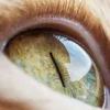 Eine hochauflösende Nahaufnahme des Auges einer Hauskatze. Das Auge ist leuchtend grün mit einer engen, vertikalen Pupille und detaillierten faserigen Strukturen in der Iris. Das umgebende Fell ist weich und orange.