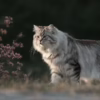 sibirische katze vor einem rosa strauch